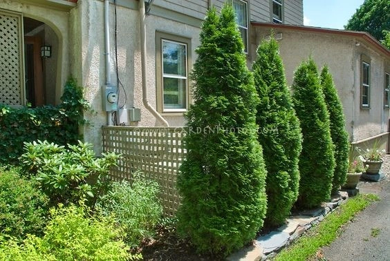 vegetable hedge to hide outdoor air conditioning